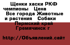 Щенки хаски РКФ чемпионы › Цена ­ 90 000 - Все города Животные и растения » Собаки   . Пермский край,Гремячинск г.